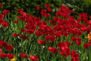 Tulips in Park at Spring