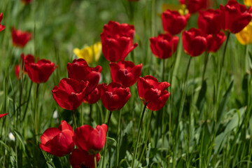 Tulips in Park at Spring