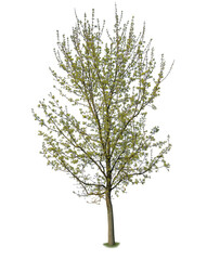 Acer tree with green leaves, isolated on white backgorund