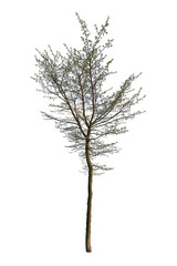 Red alder tree, isolated on white background
