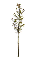 Sprin tree with green leaves, cut out image isolated with clipping path