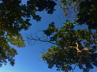 chestnut tree 2