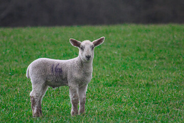 Naklejka na ściany i meble lamb on a meadow