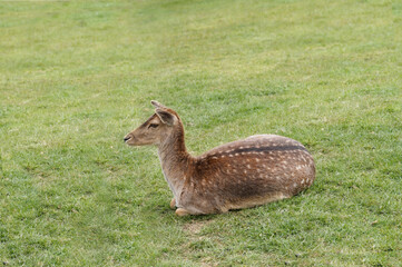 Side view of a cute female fallow deer sitting on grass.