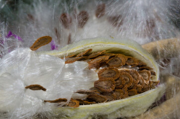 Milkweed Seeds and Fibers Resting in a Their Pod