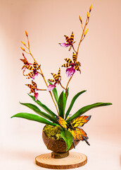 Orquideas em vaso 