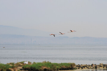 flamingos in pond