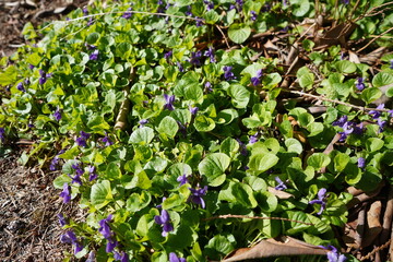 スミレ　菫　ニオイスミレ　タチツボスミレ　群生