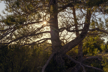 Fototapeta na wymiar Sunstar through a tree branches