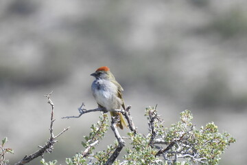 A Green-tailed Towhee perched on top of a shrub in the Sierra Nevada Mountains, Mono County, California.