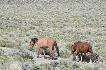 Wild horses roaming the sagebrush meadows of the Sierra Nevada Mountains, Mono County, California.	