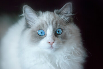 Fototapeta na wymiar Small ragdoll kitten portrait with blue eyes. Close up. Shallow Depth of Field. SDF. 