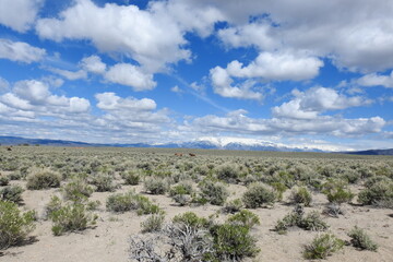 Wild horses roaming the sagebrush meadows of the Sierra Nevada Mountains, Mono County, California.