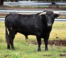 spanish black bull with big horns of spain