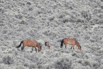 Wild horses roaming the sagebrush meadows of the Sierra Nevada Mountains, Mono County, California.	