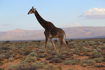 GIraffe - South Africa