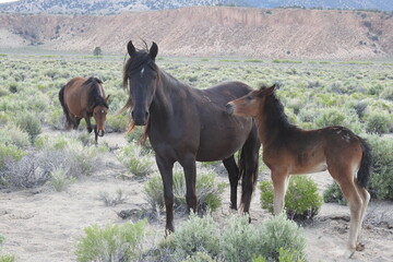 Wild horses roaming the sagebrush meadows of the Sierra Nevada Mountains, Mono County, California.