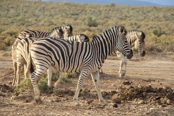 Fototapeta na wymiar Zebra - South Africa