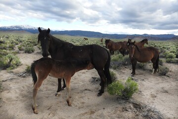 Fototapeta na wymiar Wild horses roaming the sagebrush meadows of the Sierra Nevada Mountains, Mono County, California.