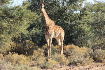 GIraffe - South Africa