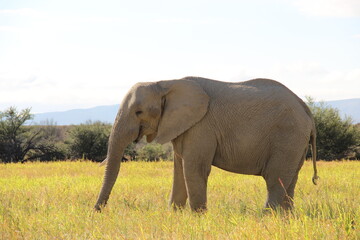 Obraz premium South Africa