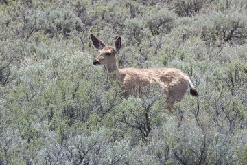 Naklejka na ściany i meble Mule deer doe roaming the sagebrush meadows of the Sierra Nevada Mountains, Mono County, California.