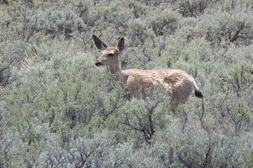 Mule deer doe roaming the sagebrush meadows of the Sierra Nevada Mountains, Mono County, California.
