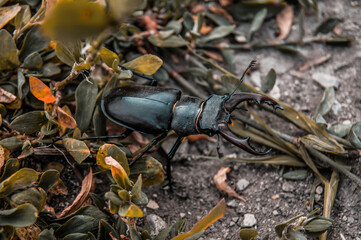 The stag beetle. A beetle in the red book. A very rare beetle. Stylized colors to give an entourage.