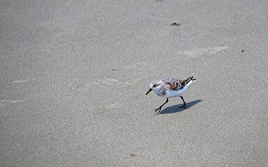 Sanderling, a member of the Sandpiper family, scamper along a beach.