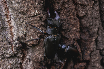 The stag beetle. A beetle in the red book. A very rare beetle. Stylized colors to give an entourage.