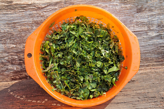 wild herbs, ingredients for a healthy spring soup