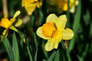 Closeup of a yellow daffodil flower