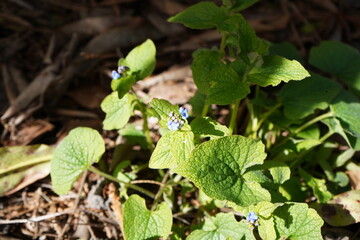 青い花　日陰の植物　ブルンネラ　brunnera わすれな草　園芸　ガーデニング  春　