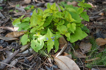青い花　日陰の植物　ブルンネラ　brunnera わすれな草　園芸　ガーデニング  春　