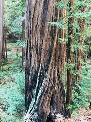 San Francisco, Alcatraz, Muir Woods, Beaches