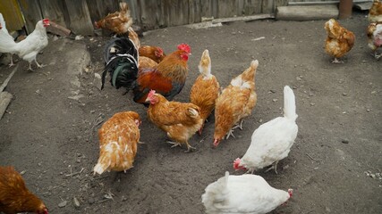 A rooster and a hen digging into the ground in the backyard. Domestic chickens and a rooster are walking around the summer yard.