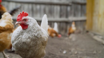 A rooster and a hen digging into the ground in the backyard. Domestic chickens and a rooster are...