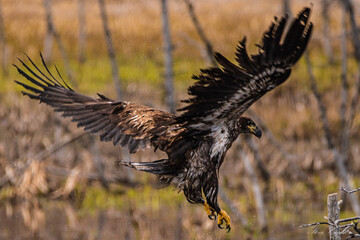 eagle in flight