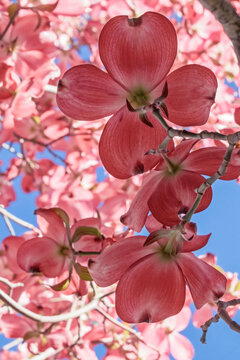 Close up from under a pink blossoming dogwood tree