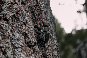 The stag beetle. A beetle in the red book. A very rare beetle. Stylized colors to give an entourage.