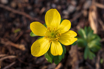 Yellow flowering winter aconite blossom (Eranthis hyemalis). bright yellow flower in early spring