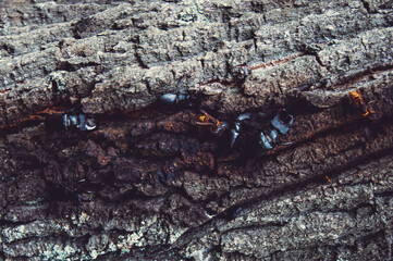 The stag beetle. A beetle in the red book. A very rare beetle. Stylized colors to give an entourage.