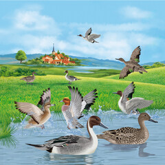 canard pilet, siffleur, étang, chasse, village, sauvage, migrateur; oie, animal, nature, faune, oiseau, canard, sauvage, gazon, eau, blanc, vert, bec,,  parc, animal, lac, paysage