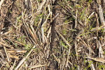 A planting slot made by a no-till corn planter in a field with a rye cover crop and wheat stubble.