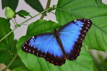 Blue Morpho Butterfly, Morpho peleides