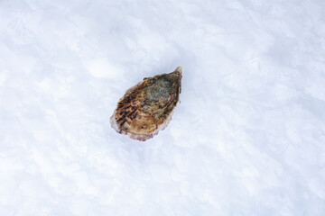 Fresh and closed oyster