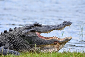 Obraz premium Alligator Opening Jaw in the Everglades