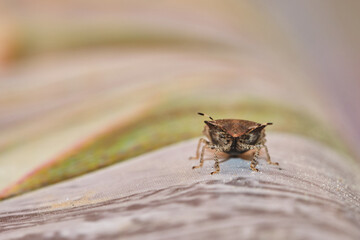 Asian stink bug, alien dangerous insect