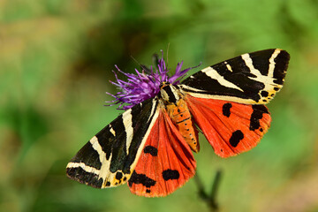 Euplagia quadripunctaria, Jersey Tiger