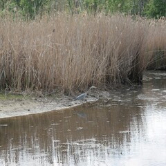 Blue heron standing at waters edge with cattails in background.